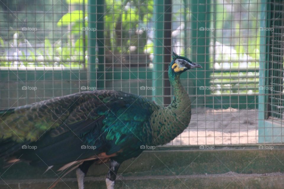 Cassowary Bird