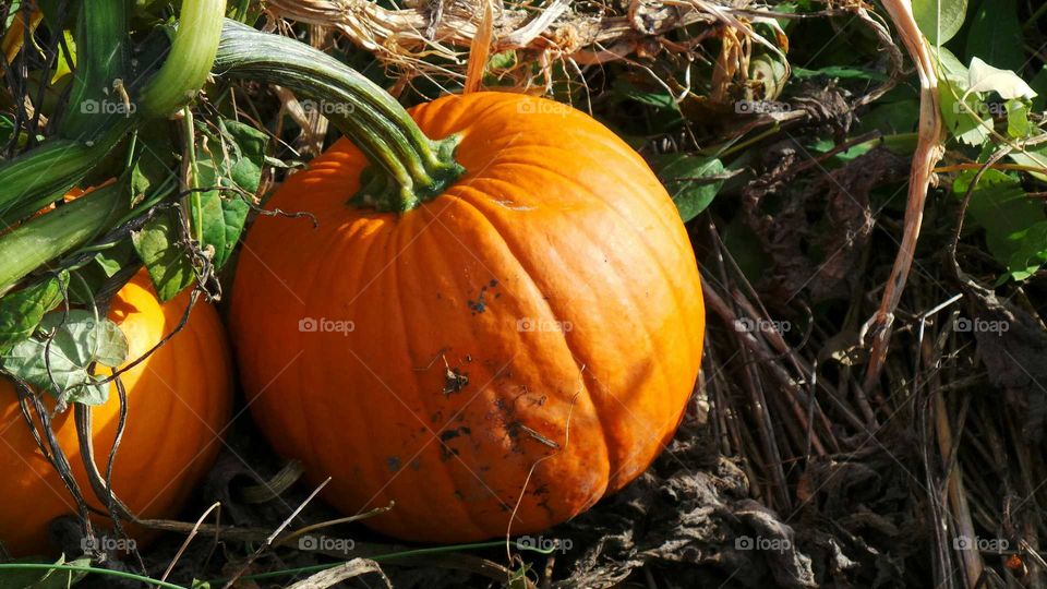 Pumpkin on the dirt