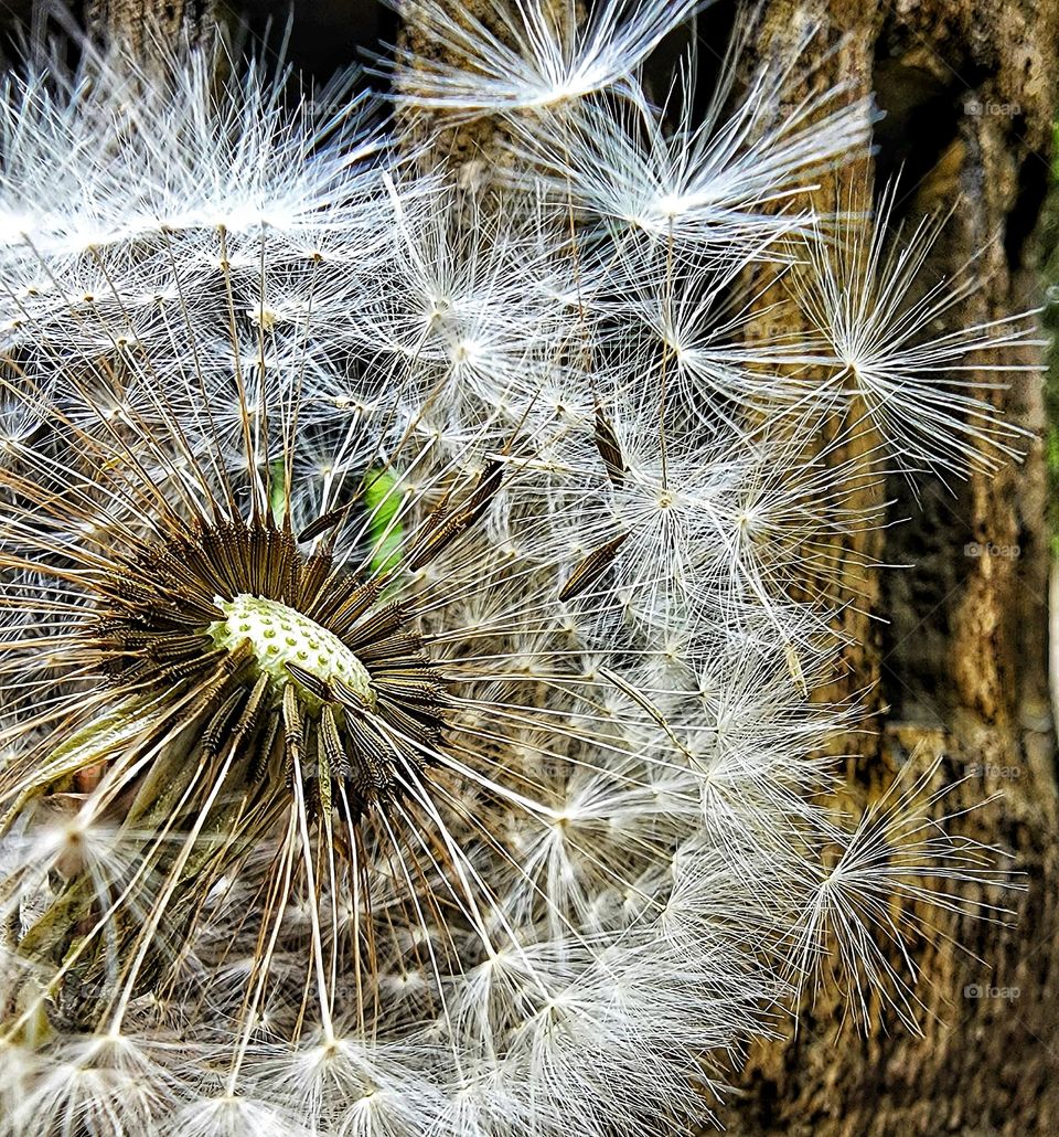 Dandelion seeds blowing away