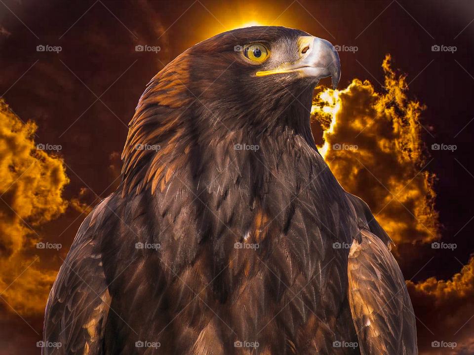 Golden eagle. An inhabitant of the Novosibirsk Zoo named after R.A. Shilo.