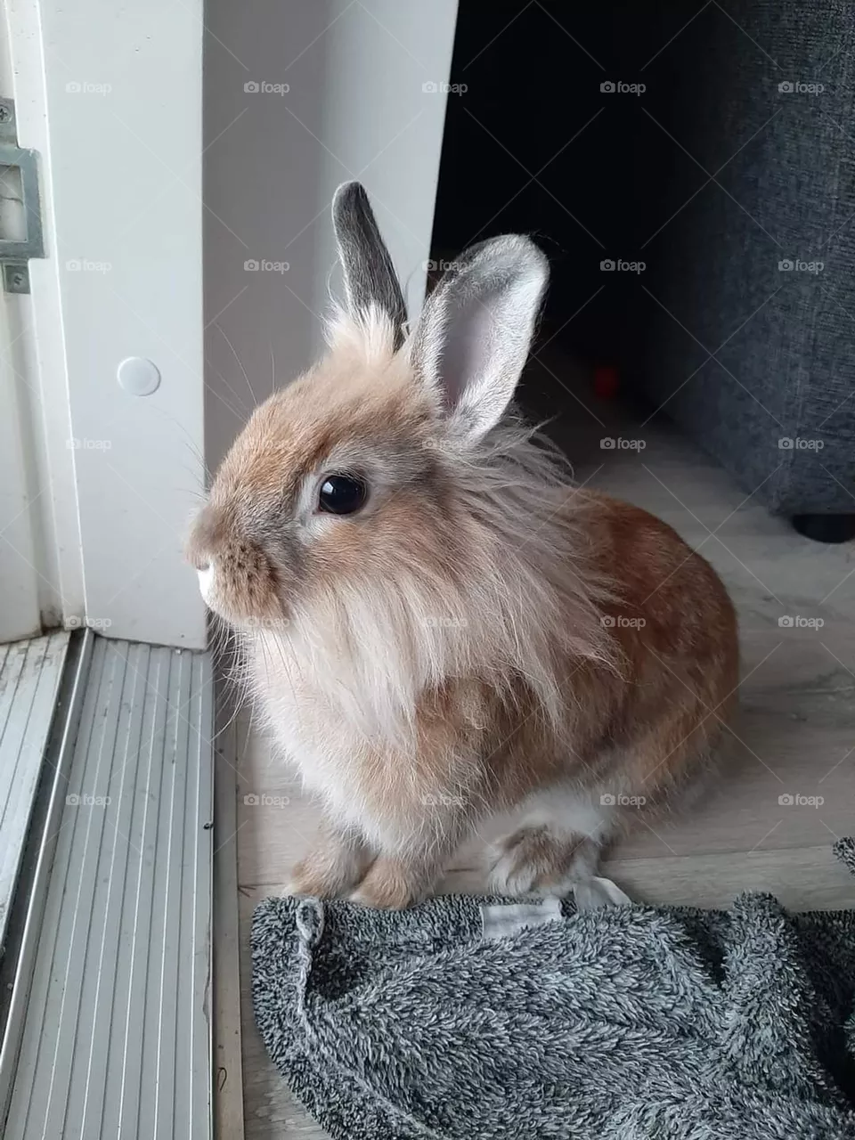 adorable cute angora lionhead pet bunny enjoying the weather from inside the house