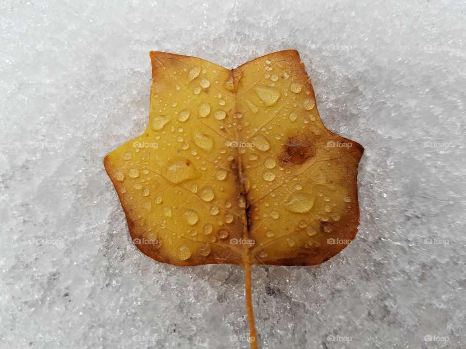 A yellow leaf on top of snow with water dripplets