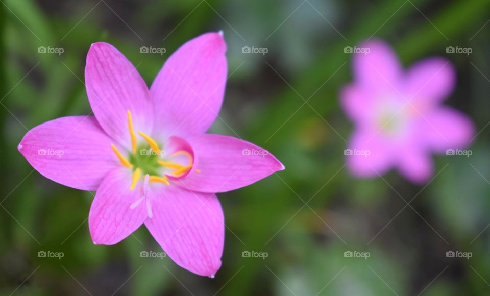 Zephyranthes minuta