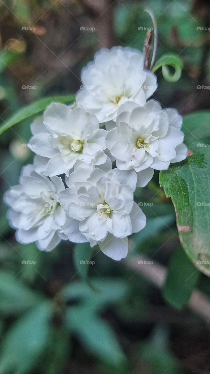 small little flowers.