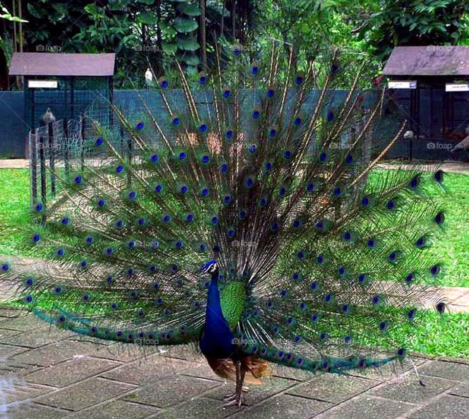 peacock. bird