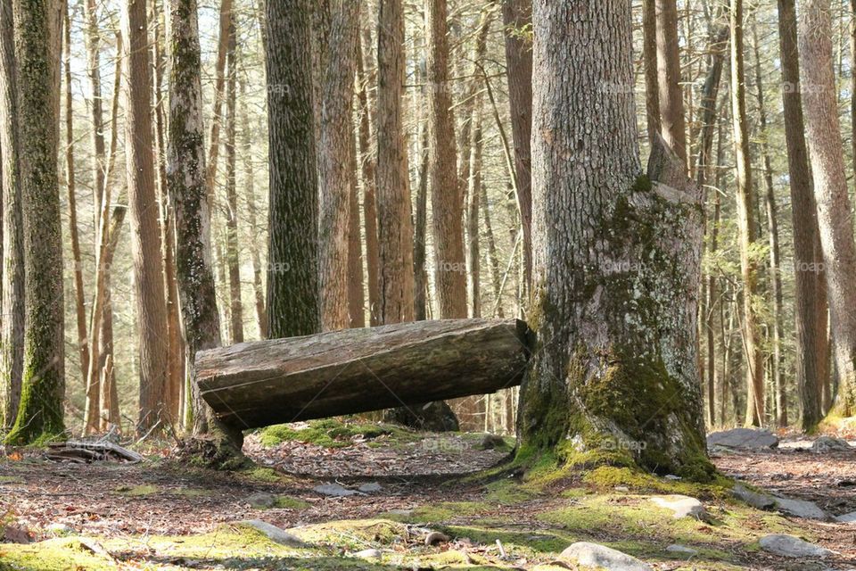 bench within two trees