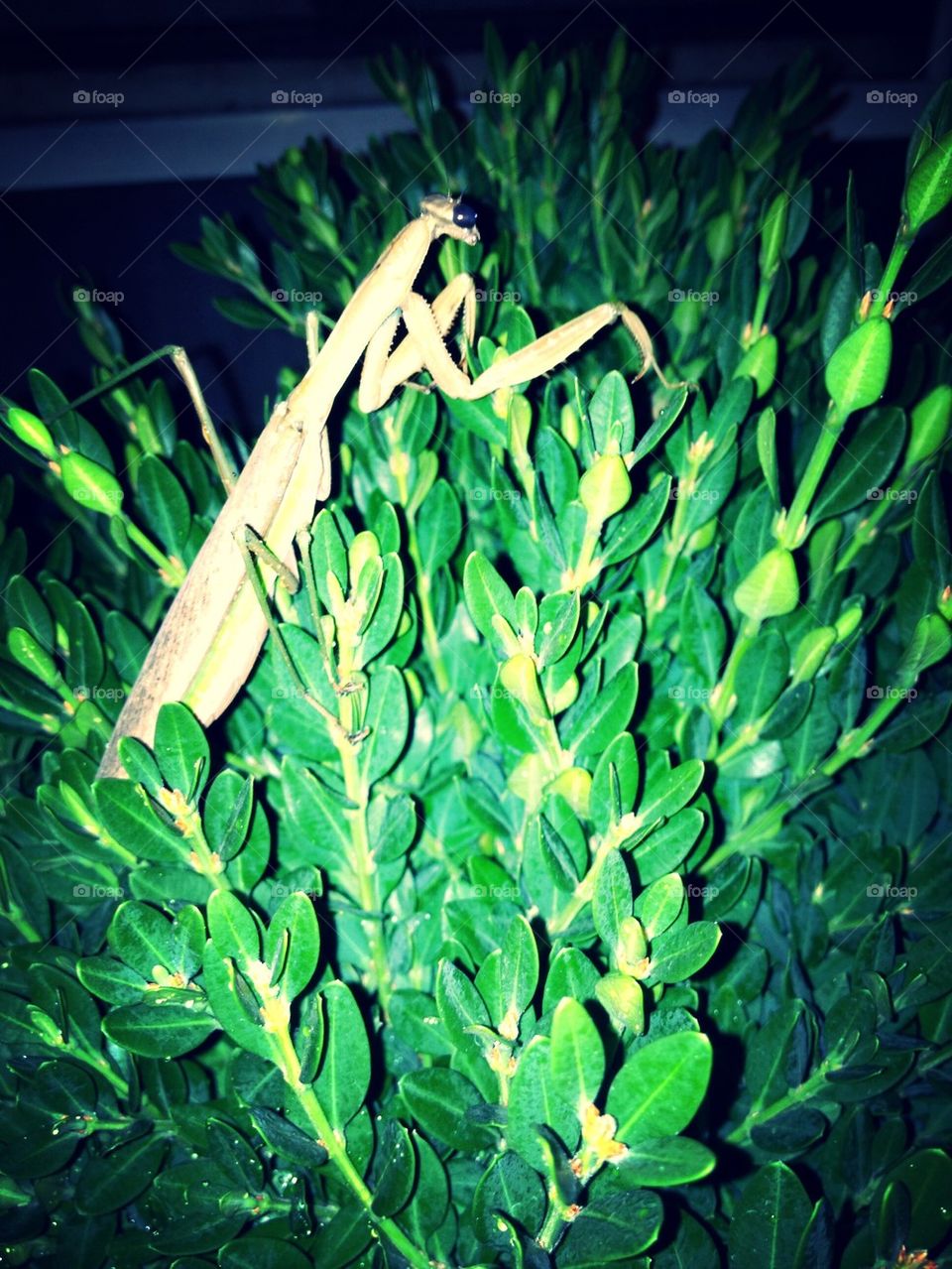 Mantis