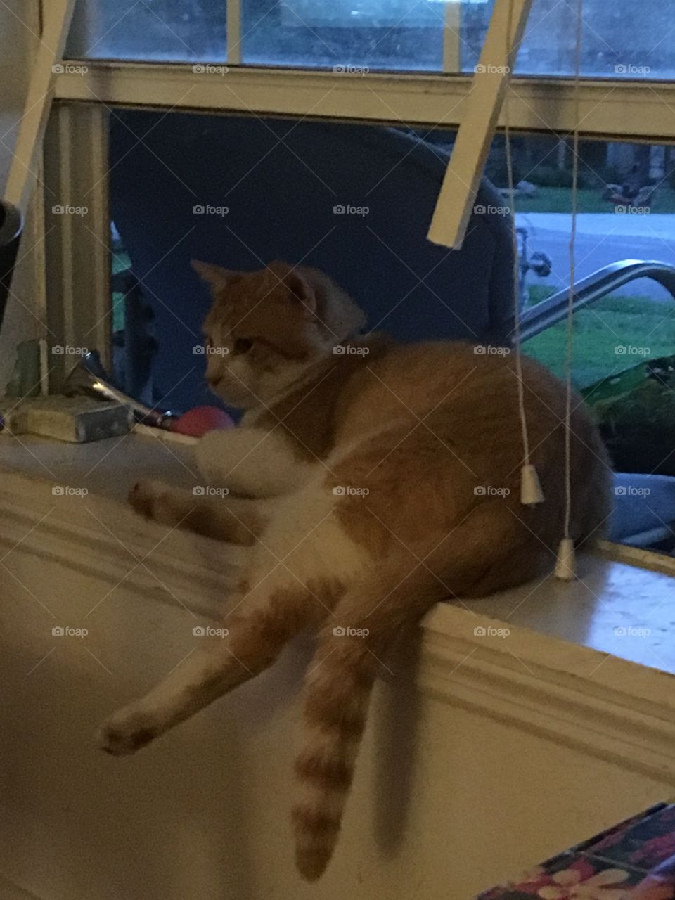 Chilling out on the windowsill he’s got the life of Reilly. My Tom cat is being lazy 