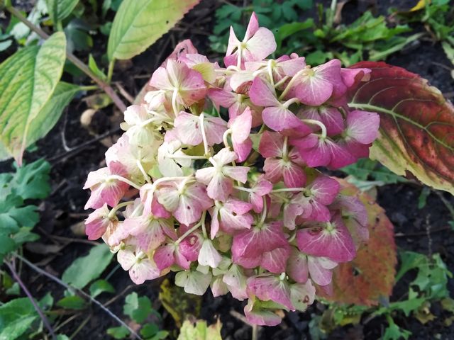 flowers