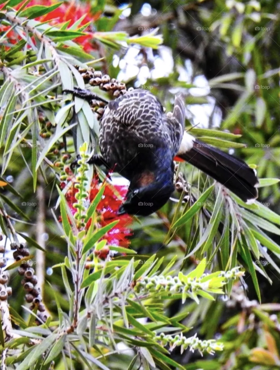 Bird