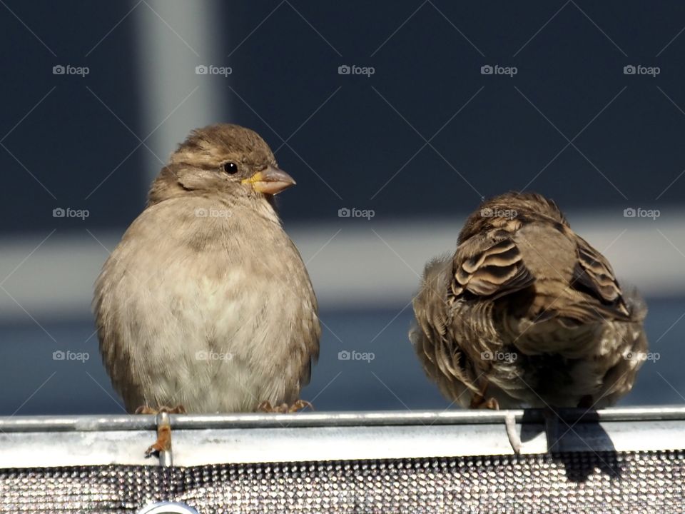 Sparrows