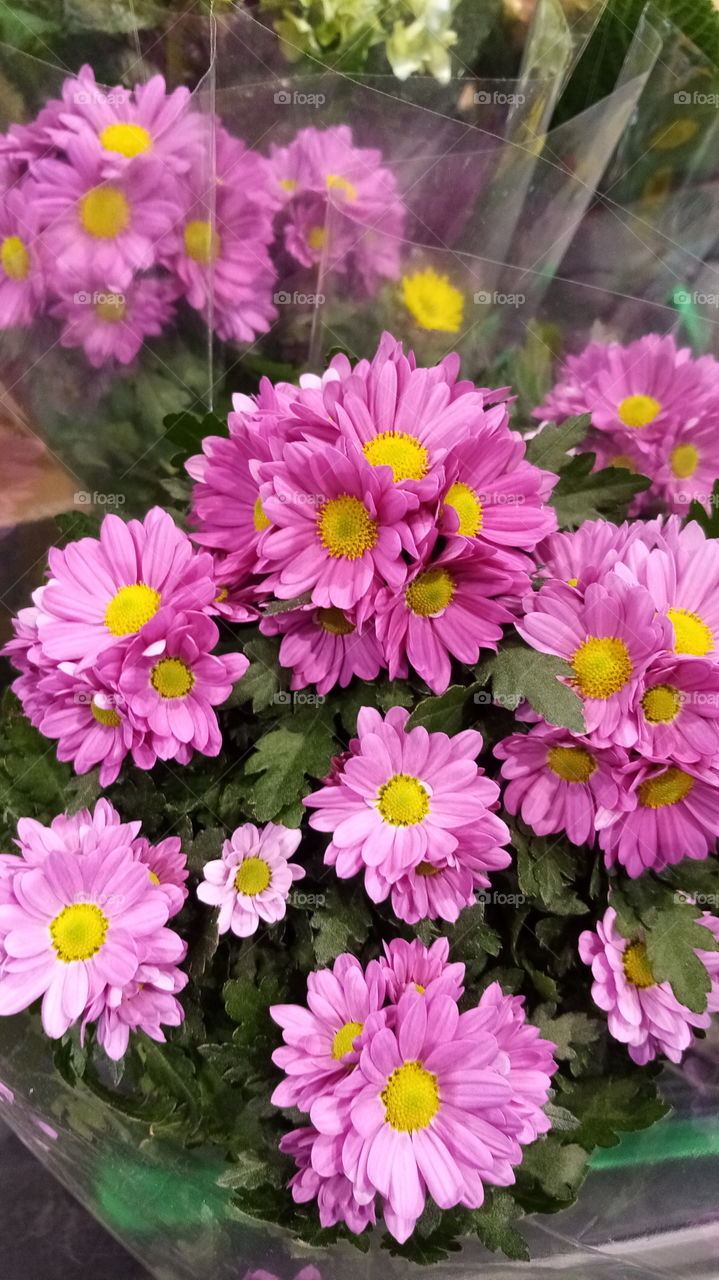 Blumen in Deutschland