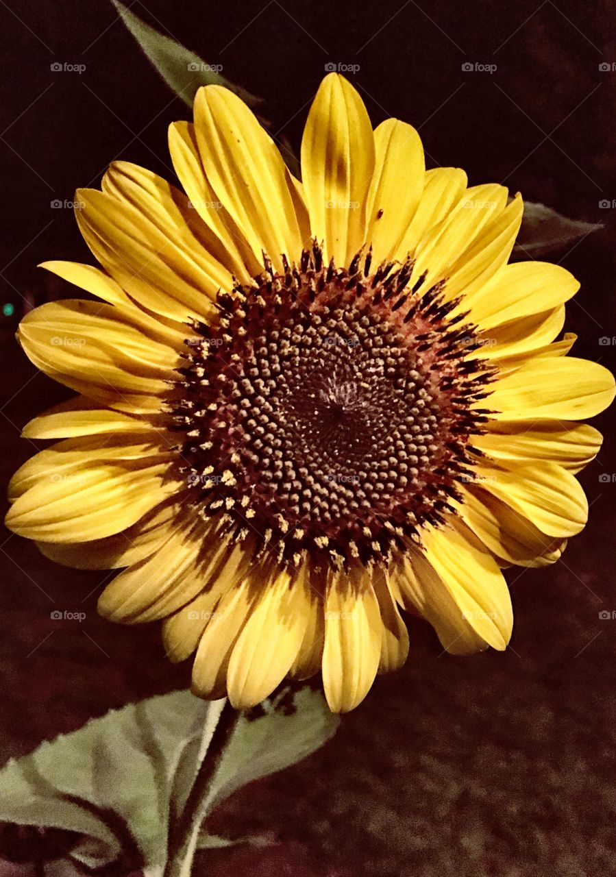 Sunflowers show a contrast of colors. My pic is detailed & close.