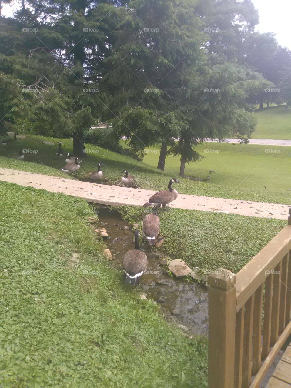Geese at the Park