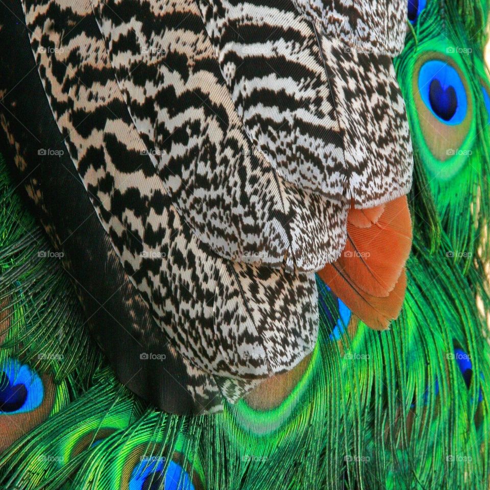 Macro shot of the different patterns on a male Peacock