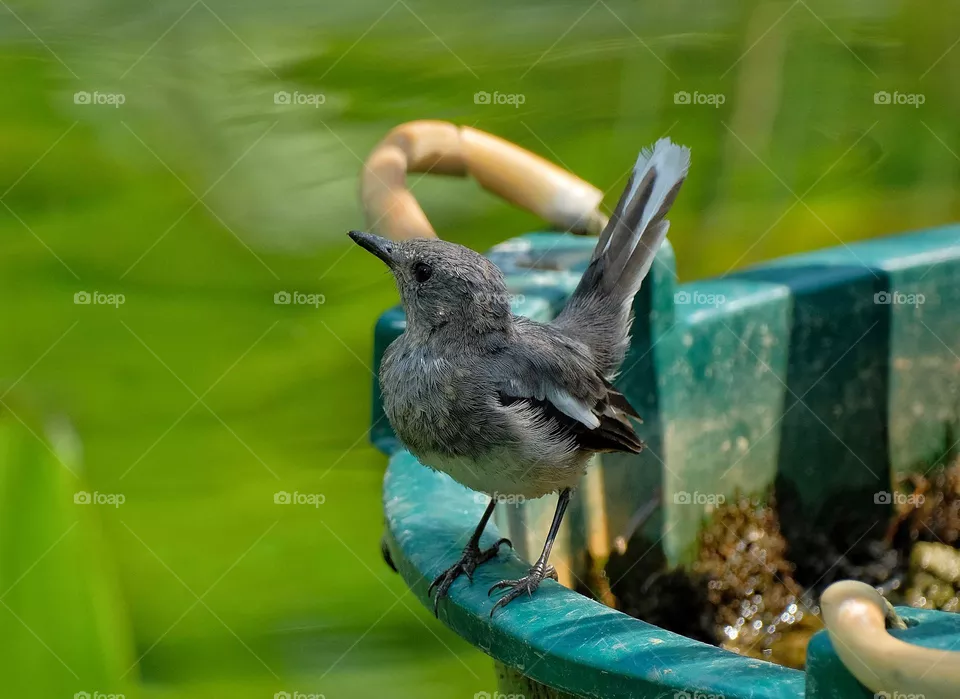 Bird
