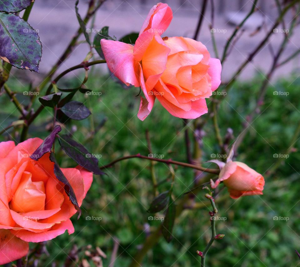 Magical color of rose