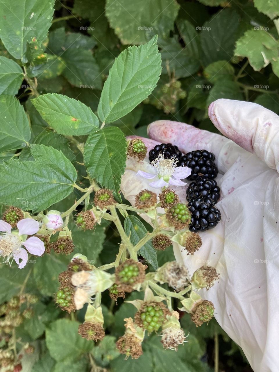 picking blackberries with a vegetal glove made of corn