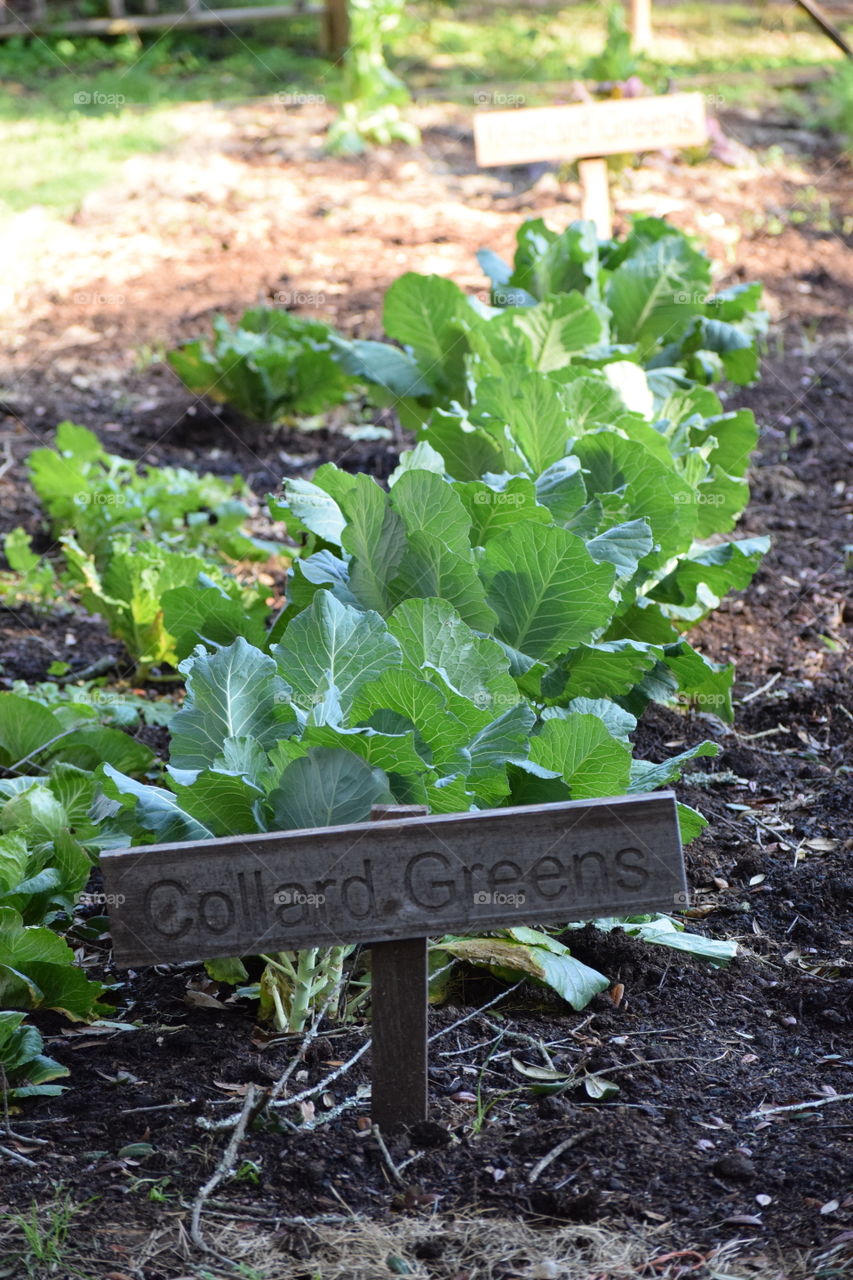 Greens Grown at Home