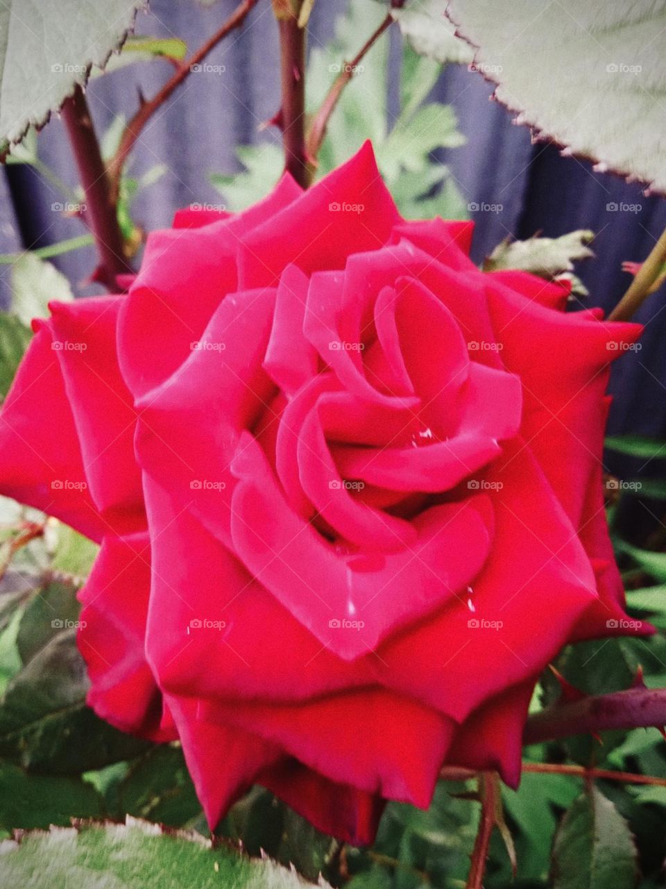 Capture the power of complementary colors