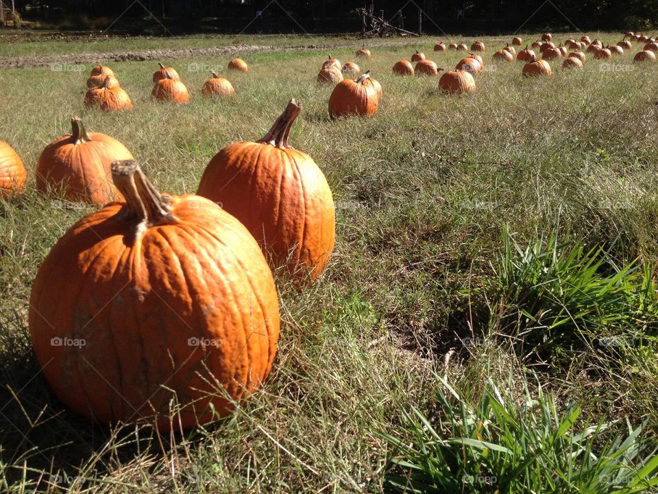 Pumpkin patch