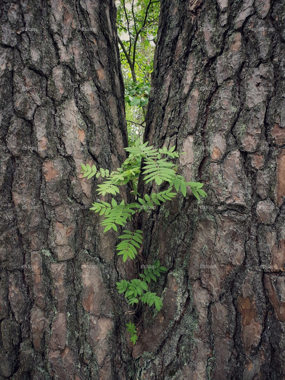 Rowan growing on pine