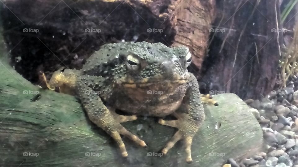 frog on a log