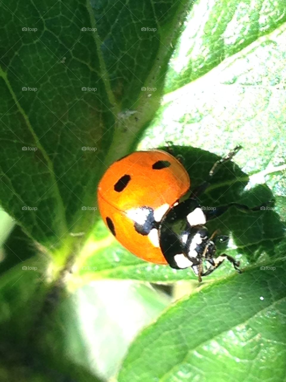 Cute ladybug