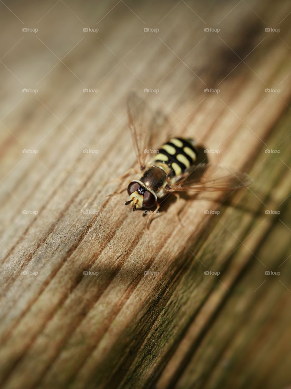 Hoverfly