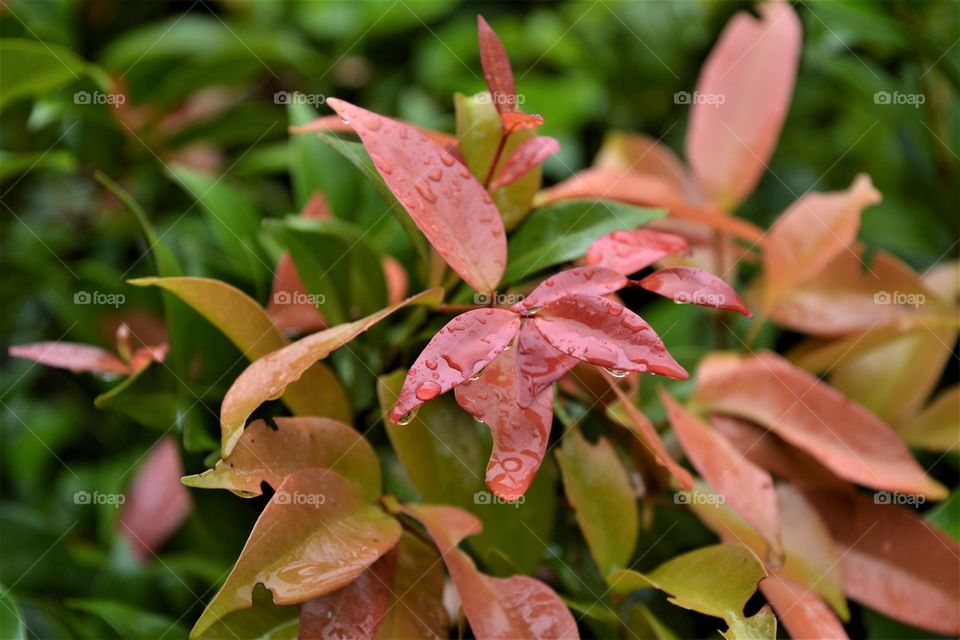 Fresh look of leaves in the rain