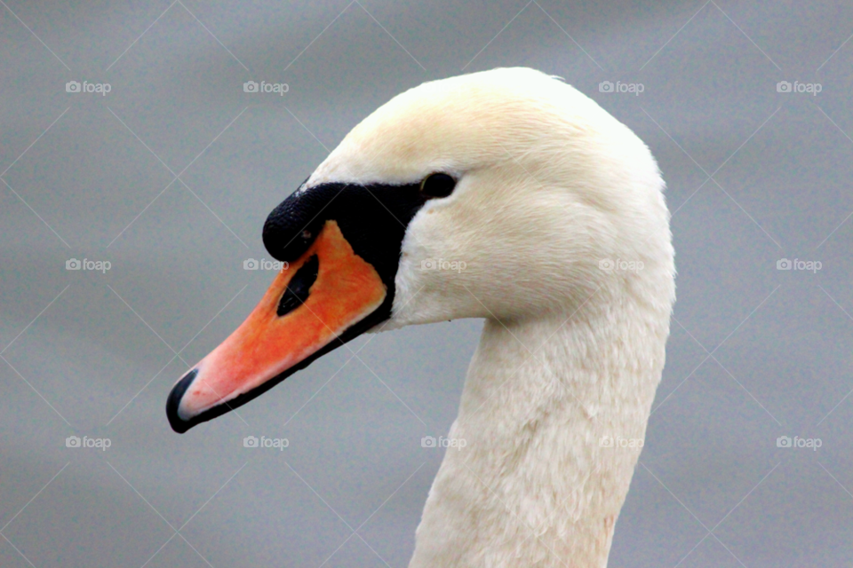 white black orange swan by wickerman6666