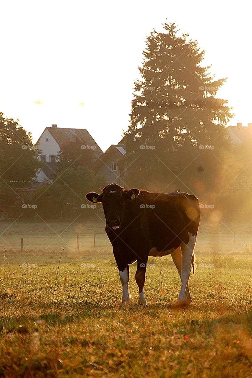 Cow in misty morning 