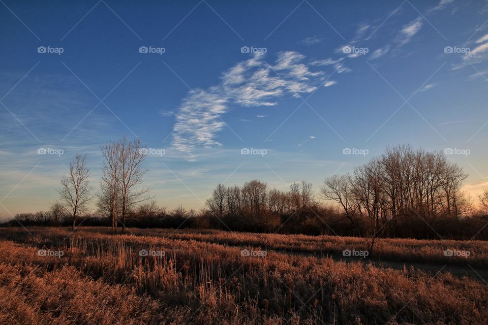 Bare trees in the agriculture field