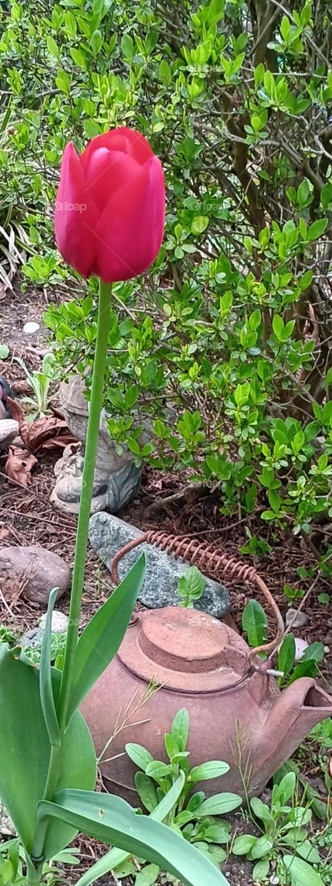 A single vibrant red tulip in a rustic garden with a rust colored cast itontea kettle nestled behind it.