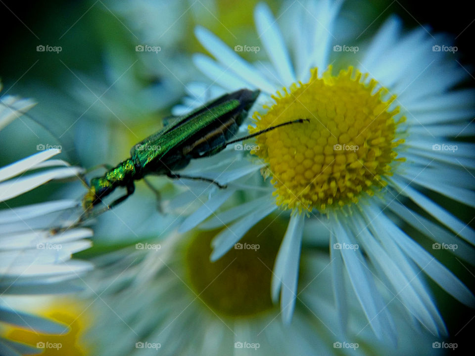 Close-up of insect on flower