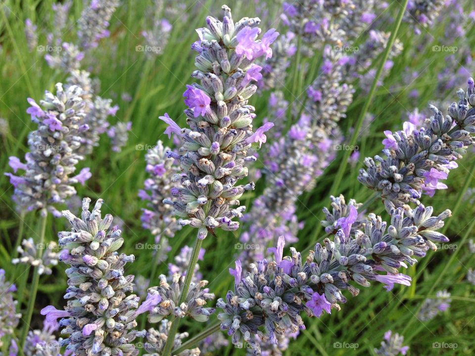 Lavenders blooming on field