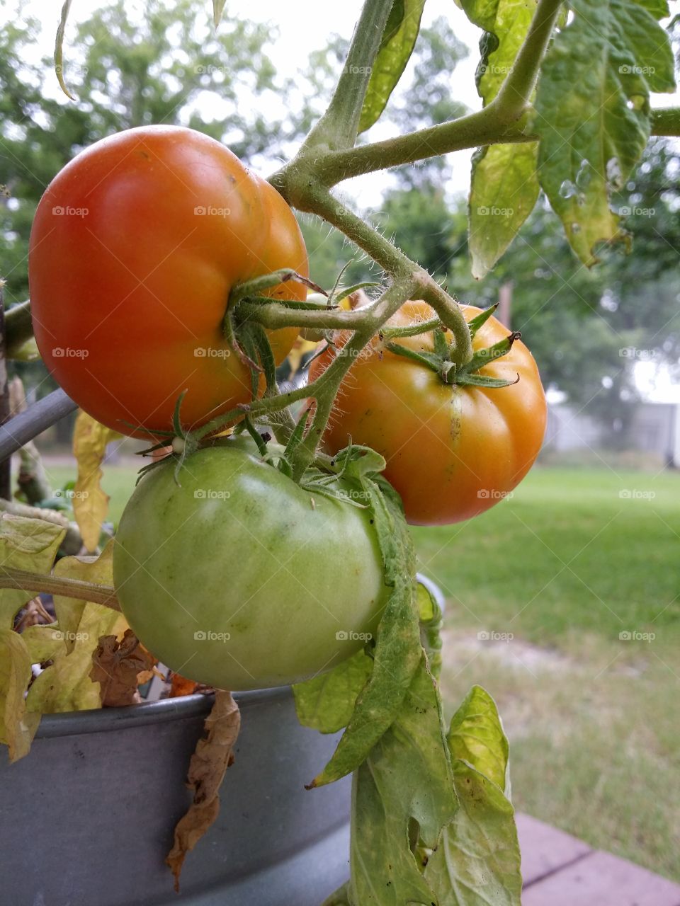 End of Season Tomato Plant