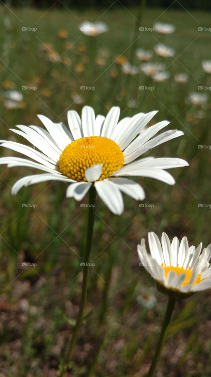 White flowers blooming in the garden