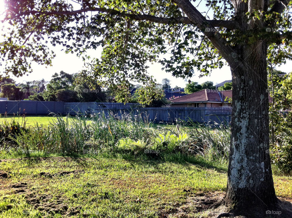field outdoor grass tree by king