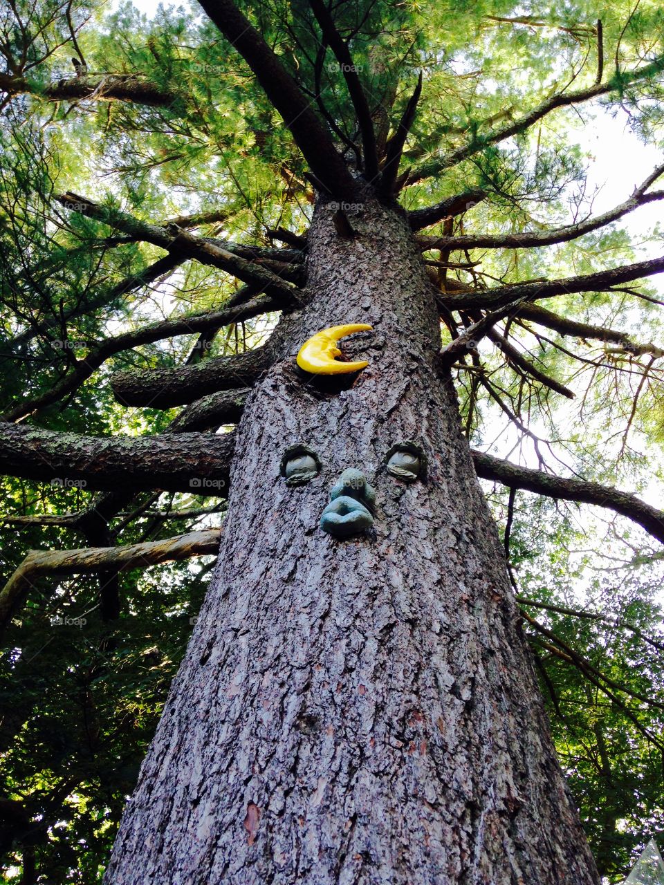 Favorite Ancient Pine Tree. We're lucky to have this ancient pine in our yard. We can see it every day w its moon & face looking over us. Watching! 