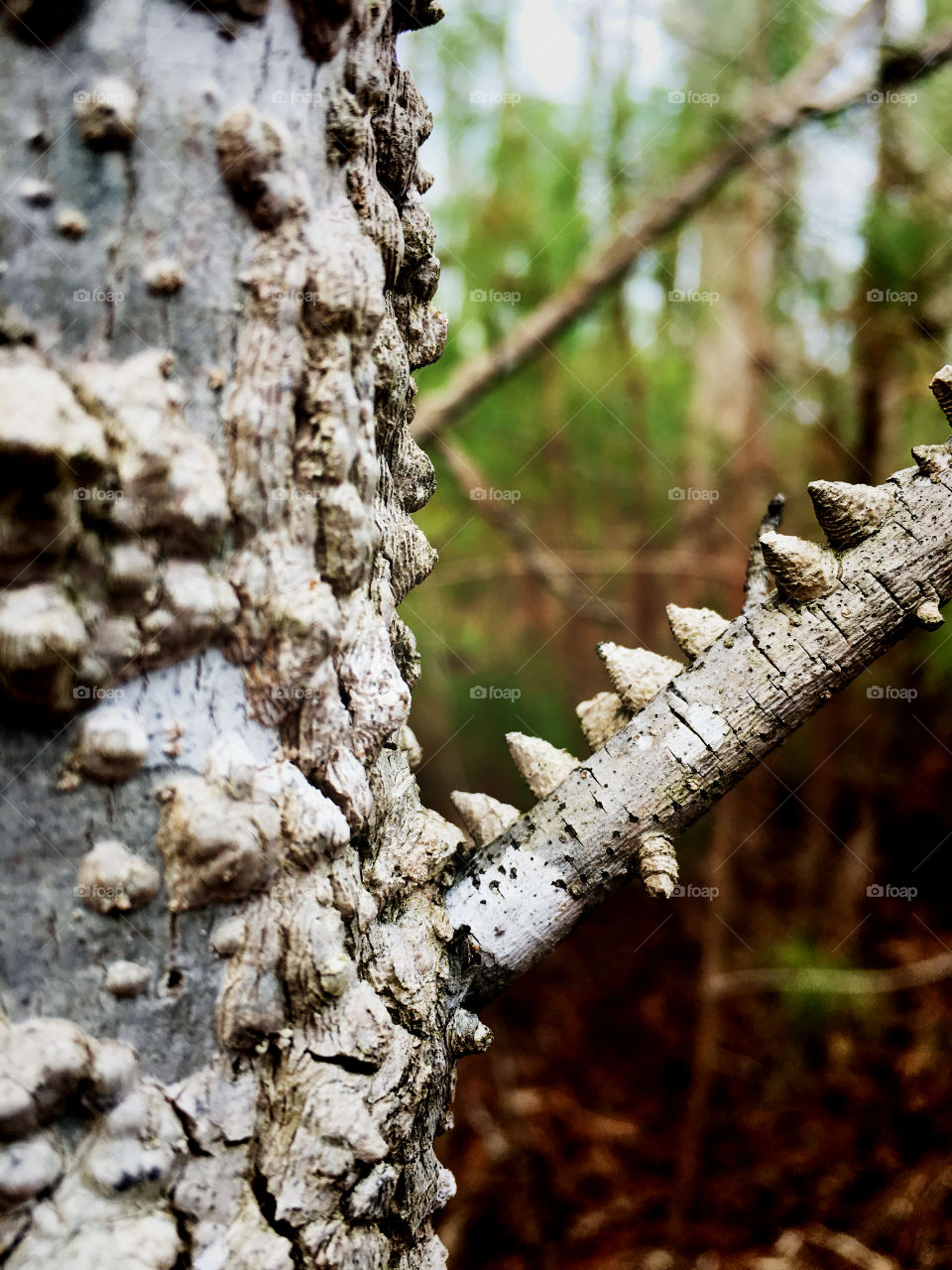 Macro reveals the rich organic texture of the warty spiky bark of a young sugarberry or southern hackberry tree 