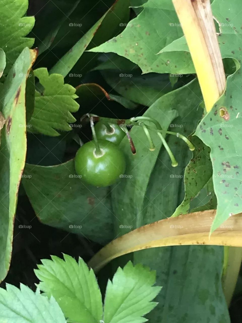 In garden