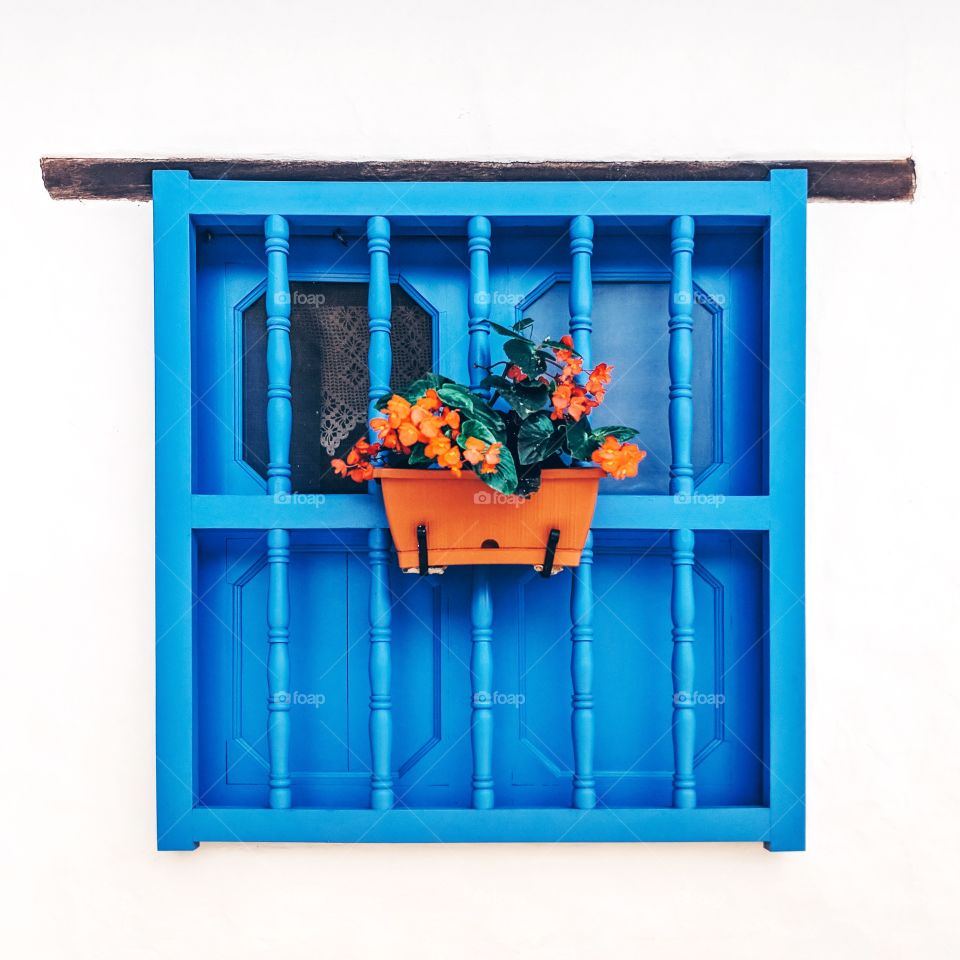 Orange flowers on blue window