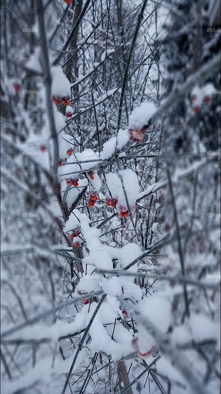 Winter, Snow, Tree, Frost, Branch