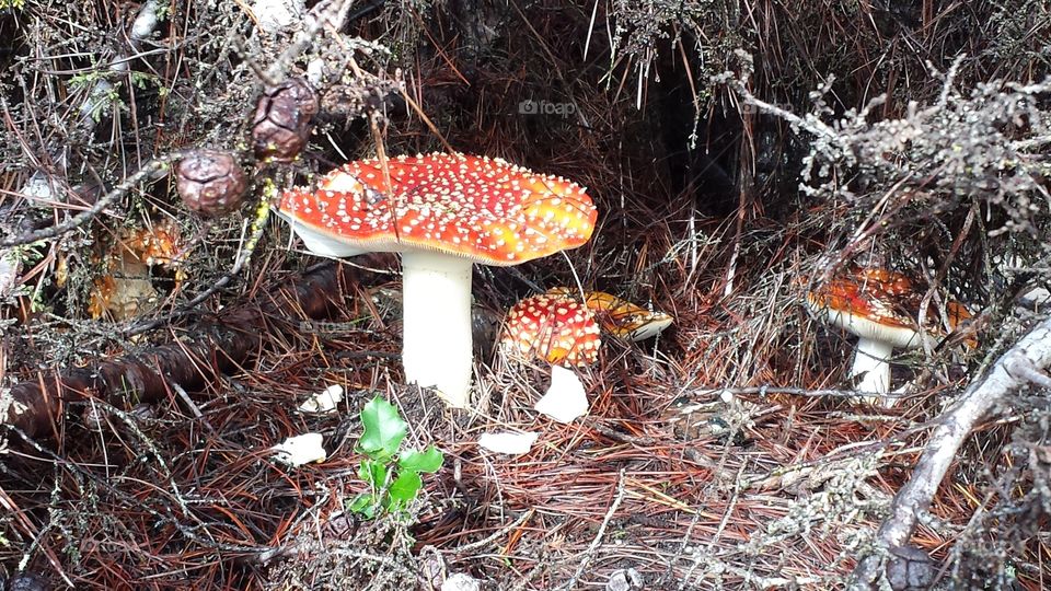 spotted mushroom