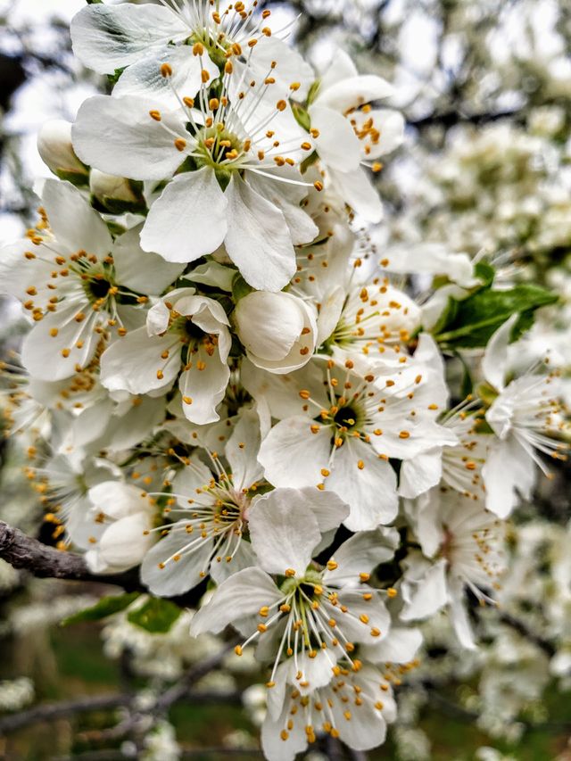 blossoms
