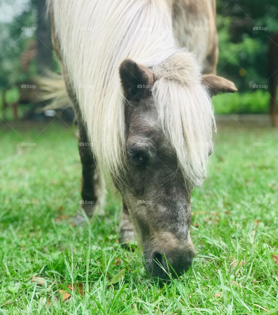 Snickers the old chocolate colored Shetland pony grazing on some grass in the woods of South Georgia. 