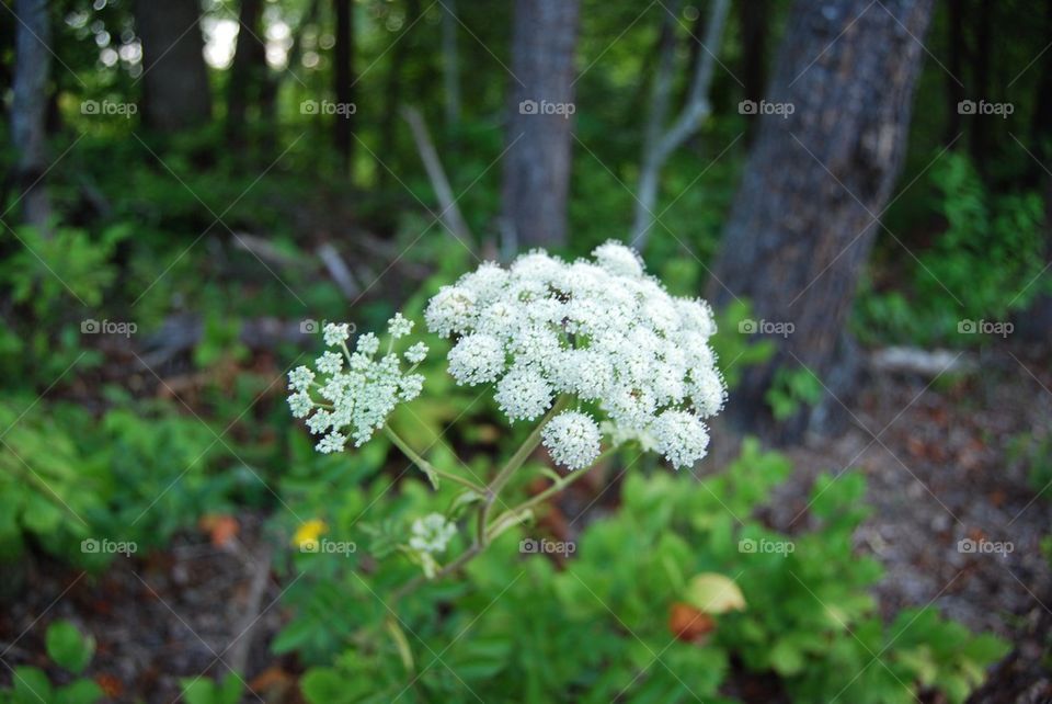 White wild flower