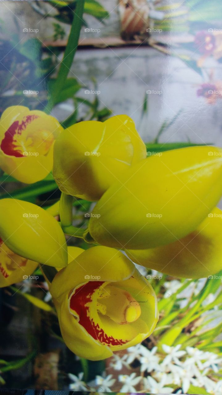 orquídea