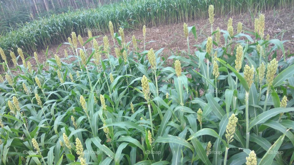 Cropping with green leafy very lovely